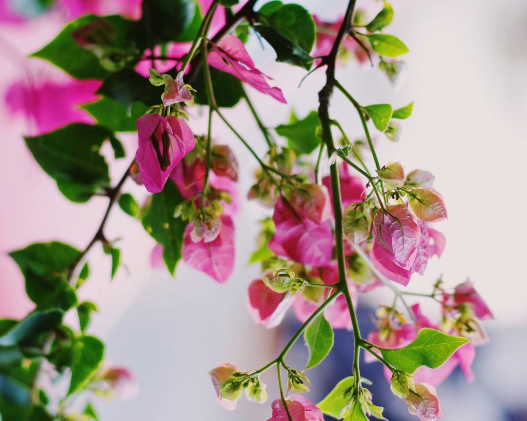 Wake up and smell the roses